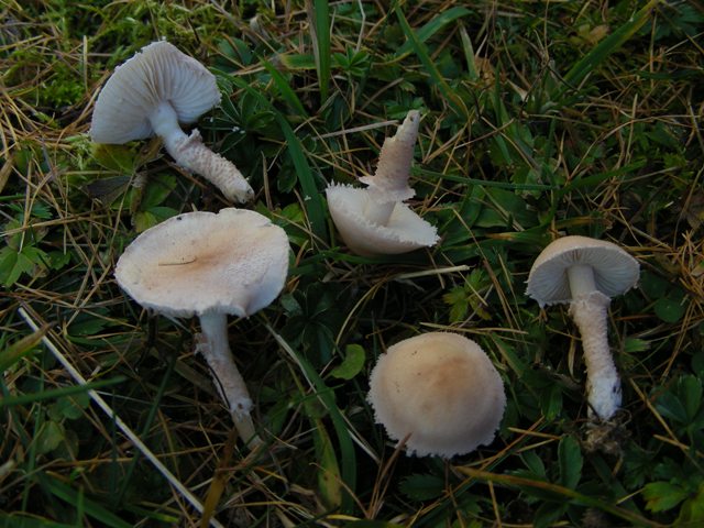 Cystoderma carcharias